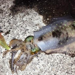 キロには届かず