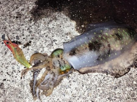 キロには届かず