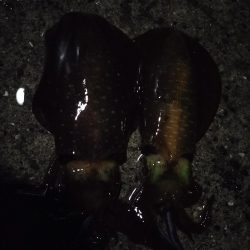 親イカはどこ？