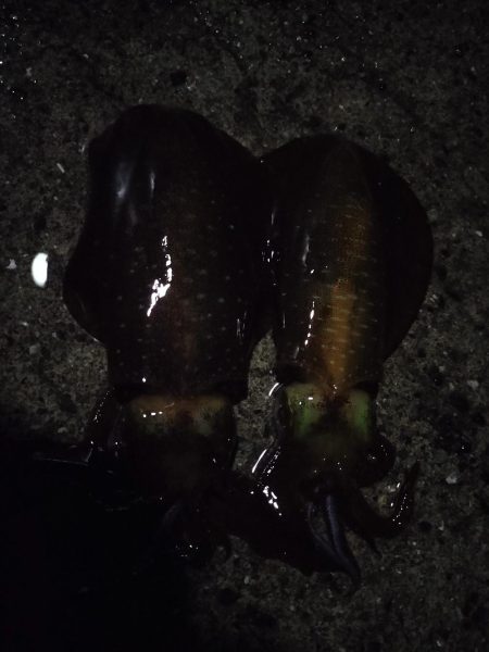 親イカはどこ？