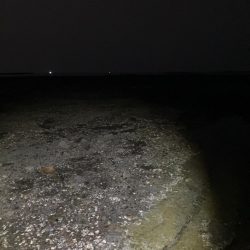 何年振りかの春イカ 奇跡編