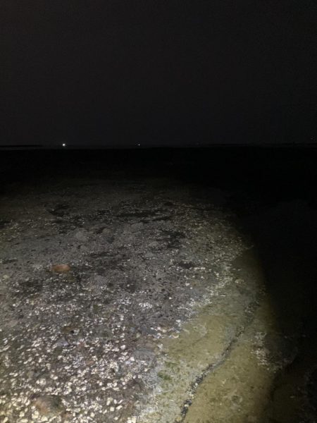 何年振りかの春イカ 奇跡編