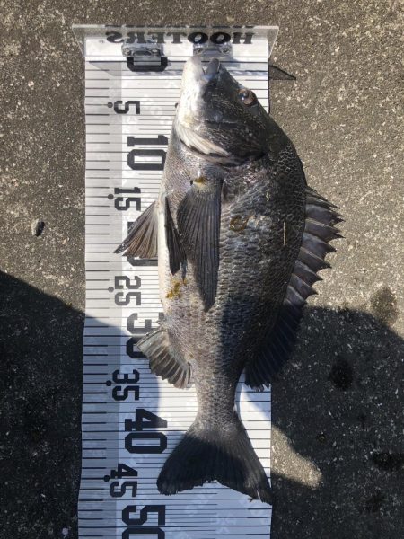 イチノ兄弟（兄）釣果！