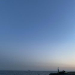 ショアオモリグ　コウイカ