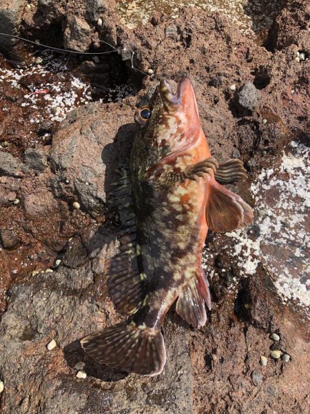 アコウ釣れました。