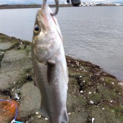 5月ようやく1匹