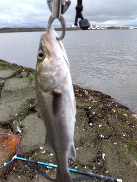 5月ようやく1匹