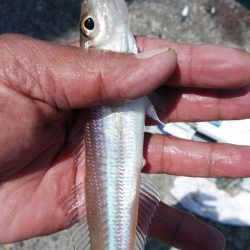 播磨新島のキス情報