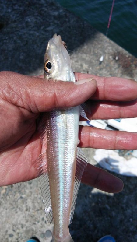 播磨新島のキス情報