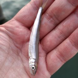 2023/05/02 大阪市内河川 稚鮎釣り