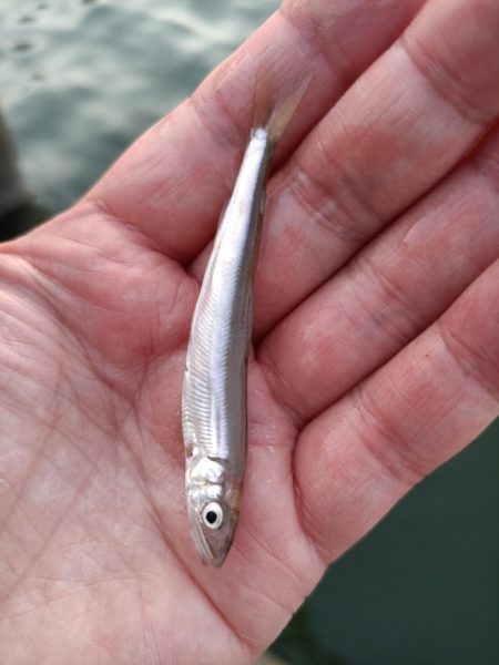 2023/05/02 大阪市内河川 稚鮎釣り