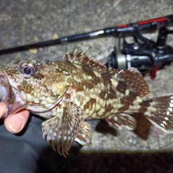 2023/05/02 南港ライトゲーム釣行