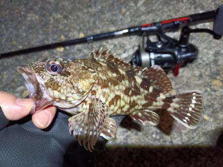 2023/05/02 南港ライトゲーム釣行