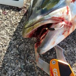 今年初青物メジロ76cm