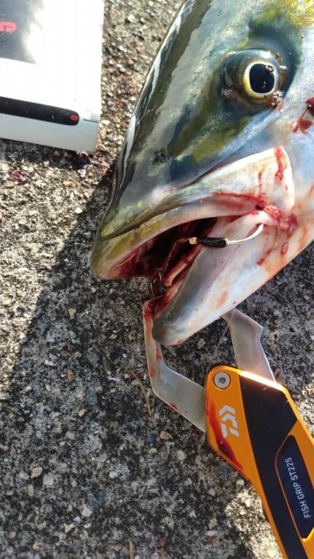 今年初青物メジロ76cm