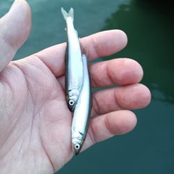 2023/05/03 大阪市内河川 稚鮎釣り