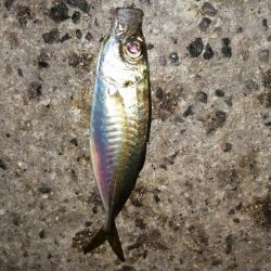 アジが減りメバルが？