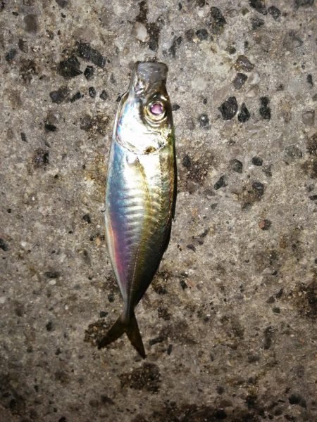 アジが減りメバルが？