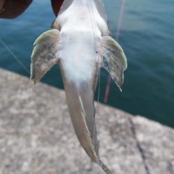 ゴールデンウィーク４連投しました