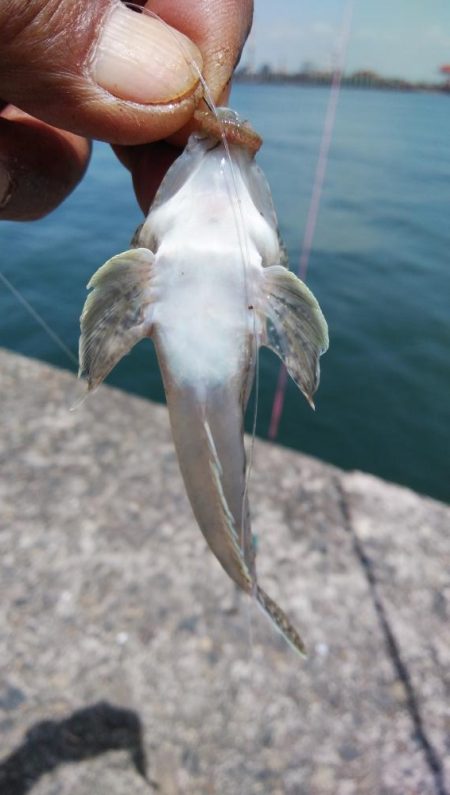 ゴールデンウィーク４連投しました