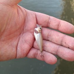 2023/05/09 大阪市内河川 稚鮎釣り