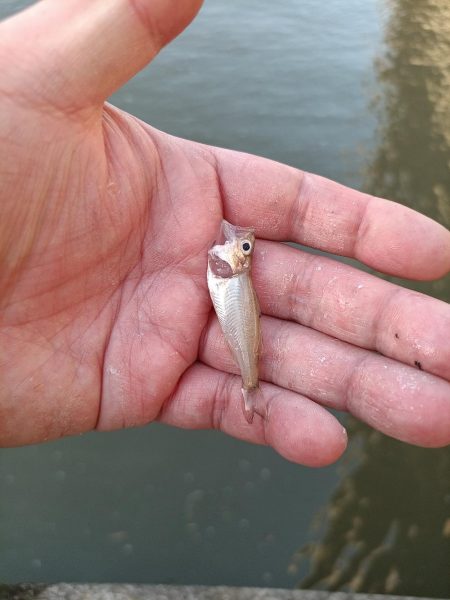 2023/05/09 大阪市内河川 稚鮎釣り