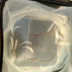 2023/05/10 大阪市内河川 稚鮎釣り