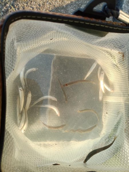 2023/05/10 大阪市内河川 稚鮎釣り