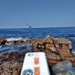 アコウ釣れた・・・