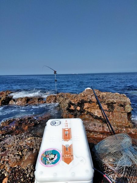 アコウ釣れた・・・