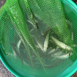 2023/05/12 大阪市内河川 稚鮎釣り