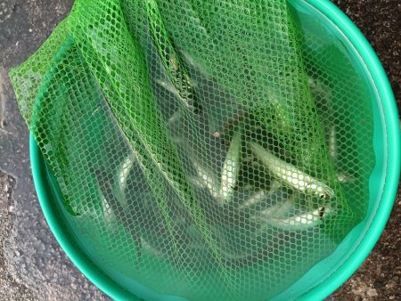 2023/05/12 大阪市内河川 稚鮎釣り