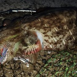 仕事帰りに二杯は上出来