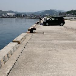 暑さにマケズ、コブダイ！