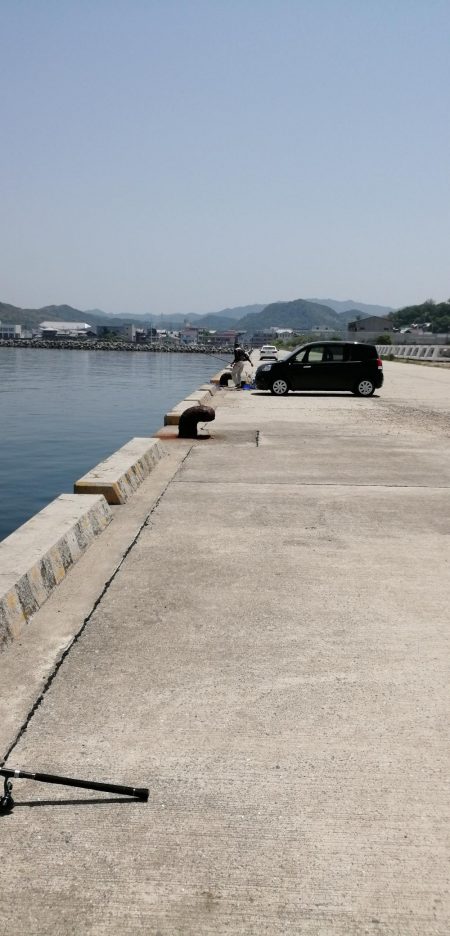 暑さにマケズ、コブダイ！