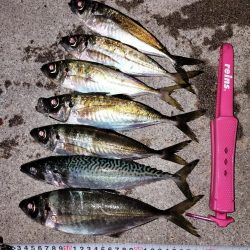 まんまるマアジ