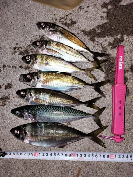 まんまるマアジ