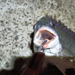 2023/05/19 南港ヘチ釣り釣行