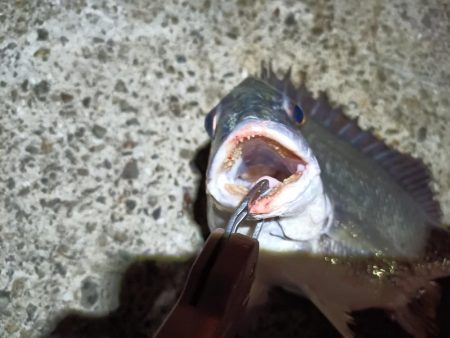 2023/05/19 南港ヘチ釣り釣行