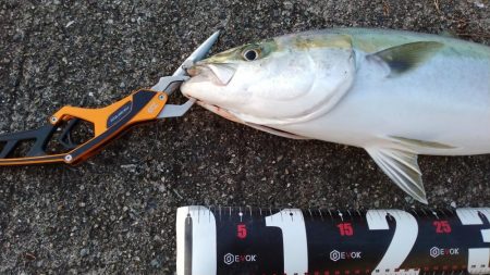 メジロ66㎝、シーバス68cm