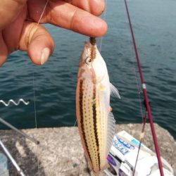 播磨新島のキス情報