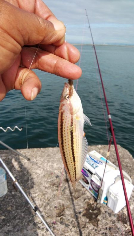 播磨新島のキス情報