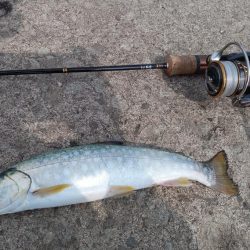 岩内港でホッケ釣り！！ルアーではアメマスが釣れる！！