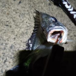 2023/05/20 南港ヘチ釣り釣行