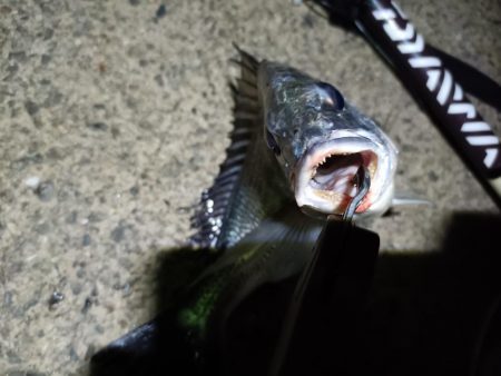 2023/05/20 南港ヘチ釣り釣行