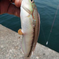 播磨新島のキス釣査