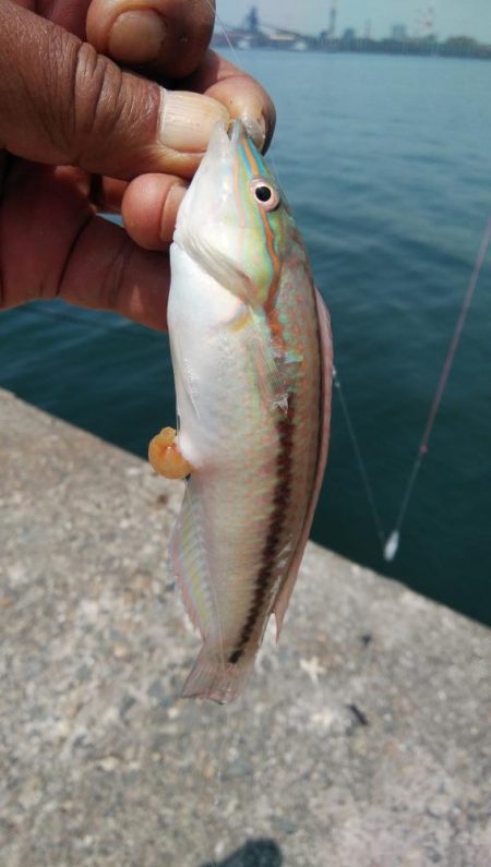 播磨新島のキス釣査