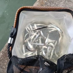 2023/05/22 大阪市内河川 稚鮎釣り