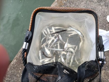 2023/05/22 大阪市内河川 稚鮎釣り