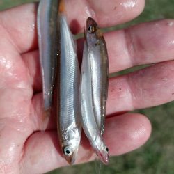 2023/05/23 大阪市内河川 稚鮎釣り